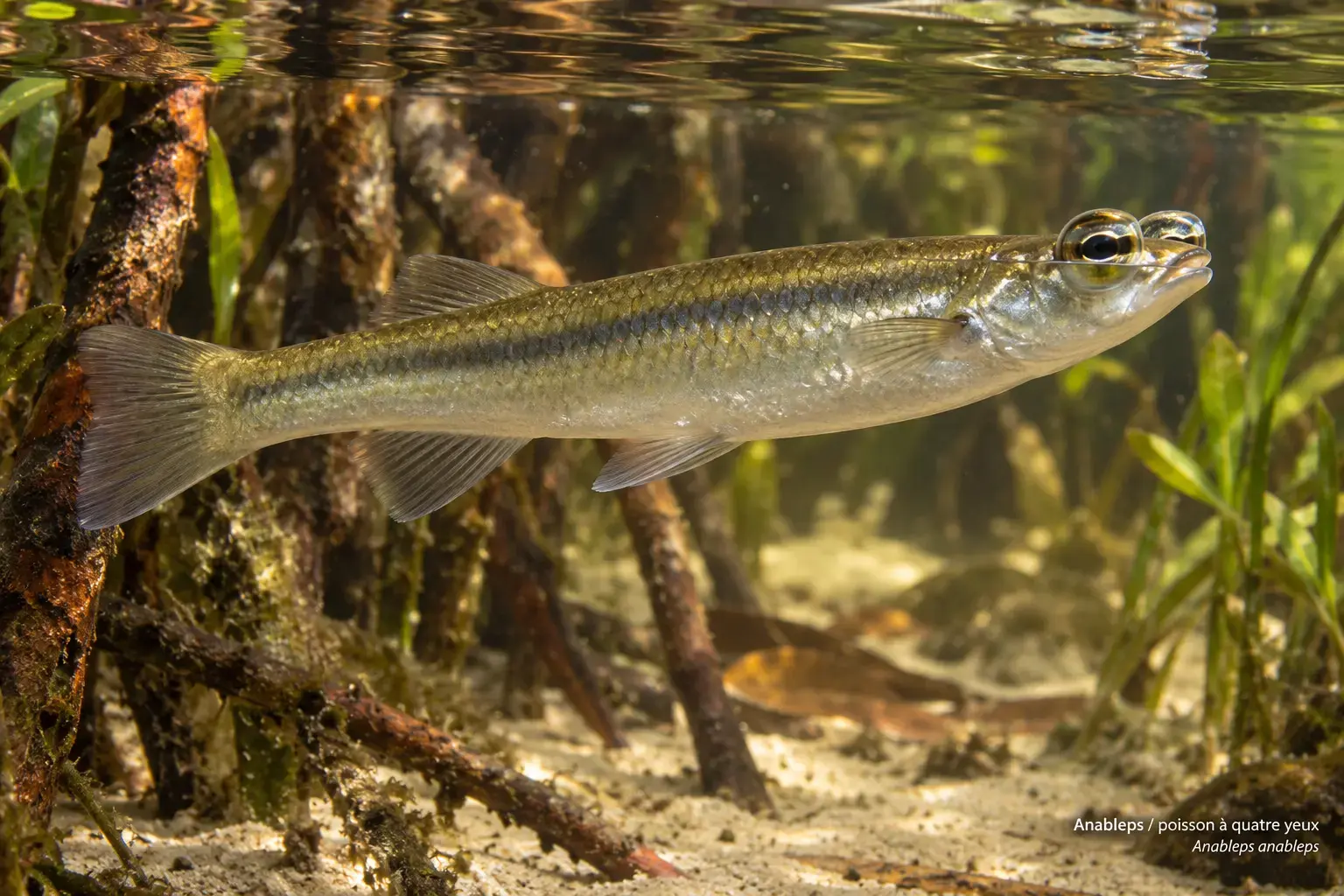 Anableps / poisson à quatre yeux