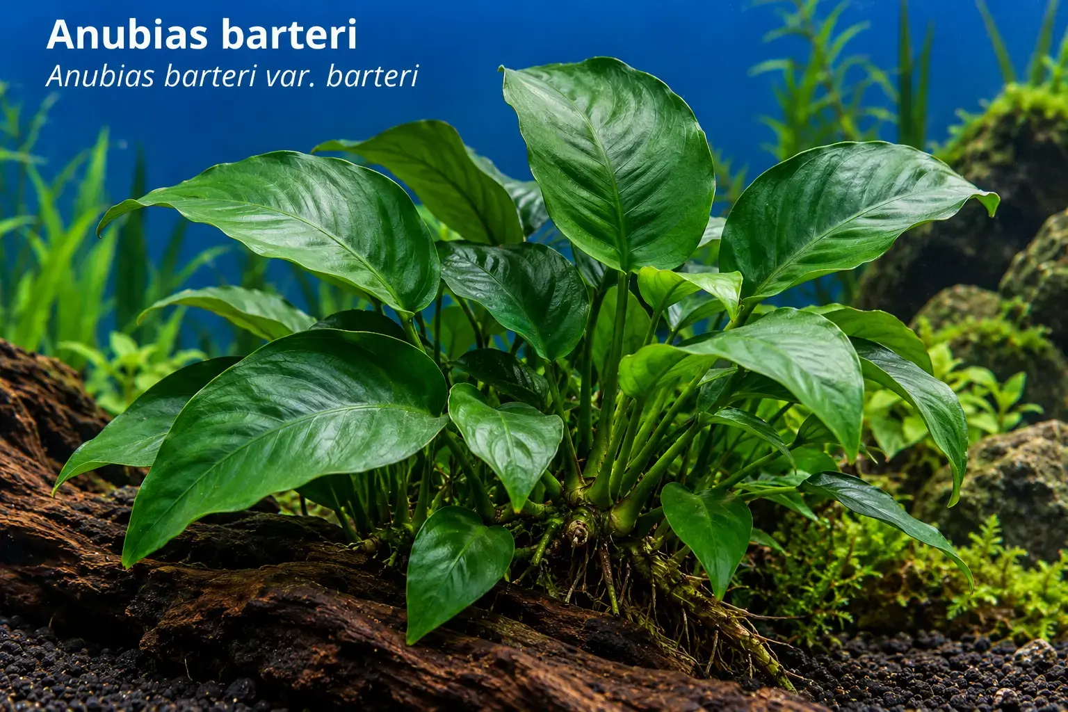 Anubias barteri