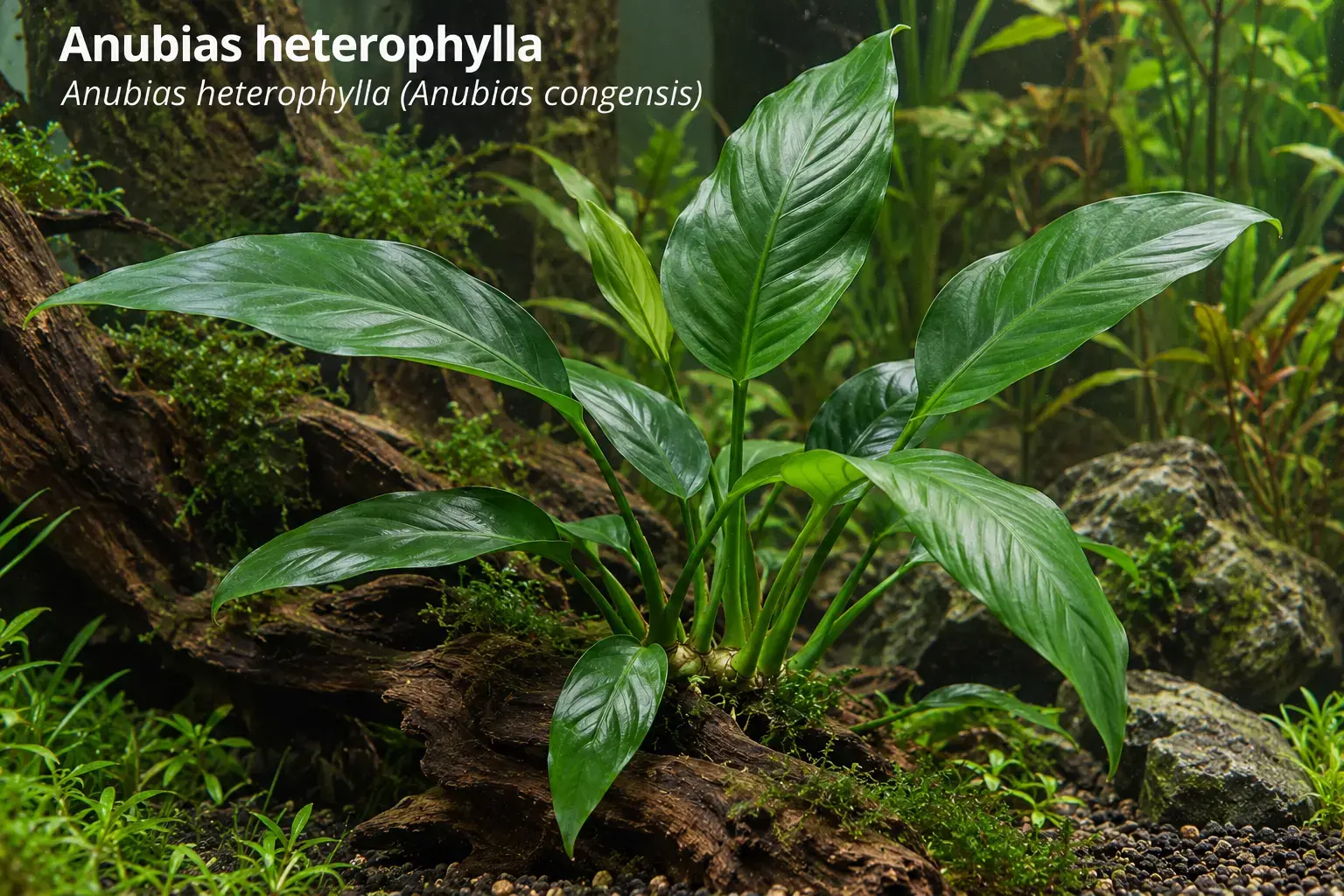 Anubias heterophylla (Anubias congensis)