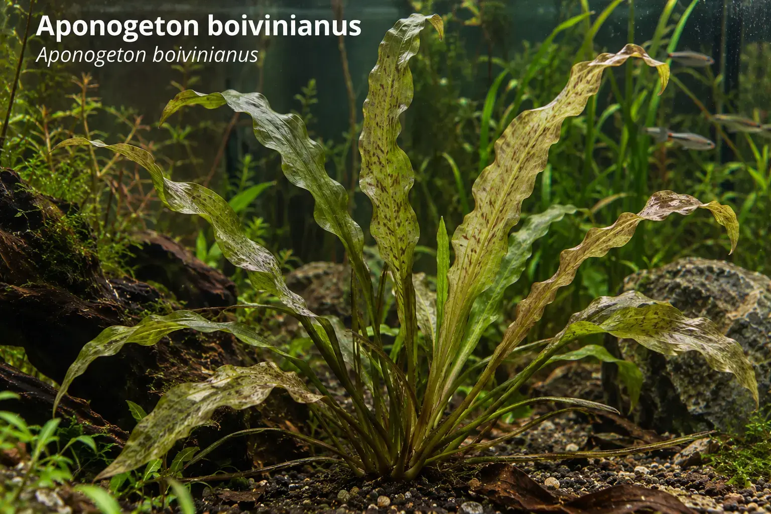 Aponogeton boivinianus
