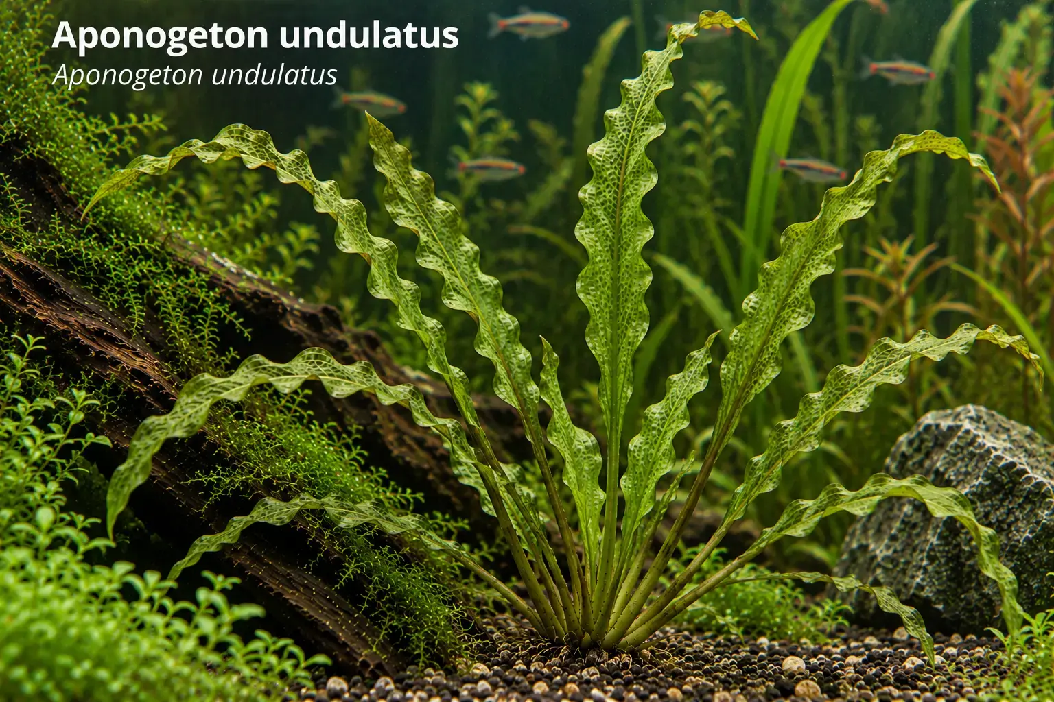 Aponogeton undulatus