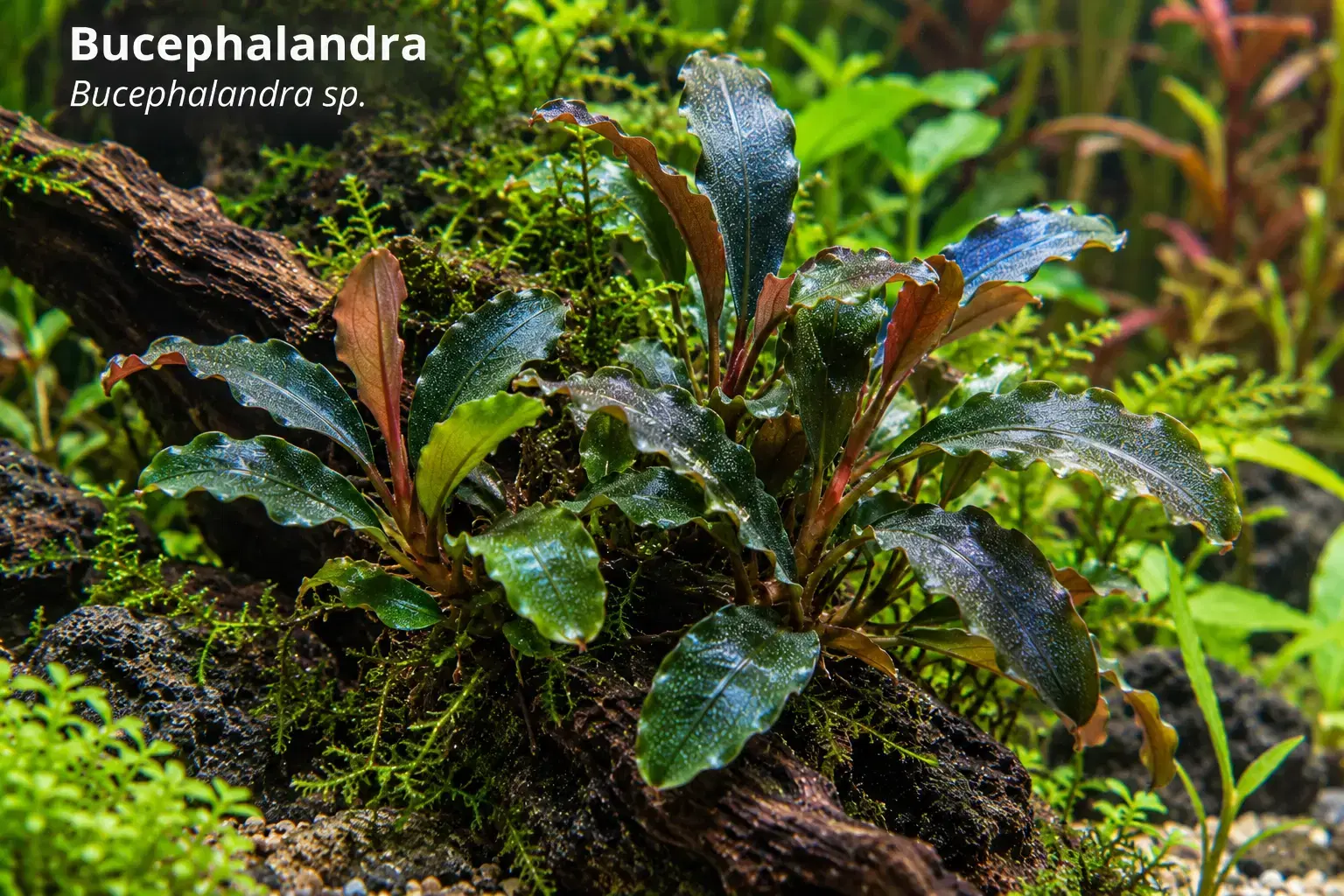 Bucephalandra