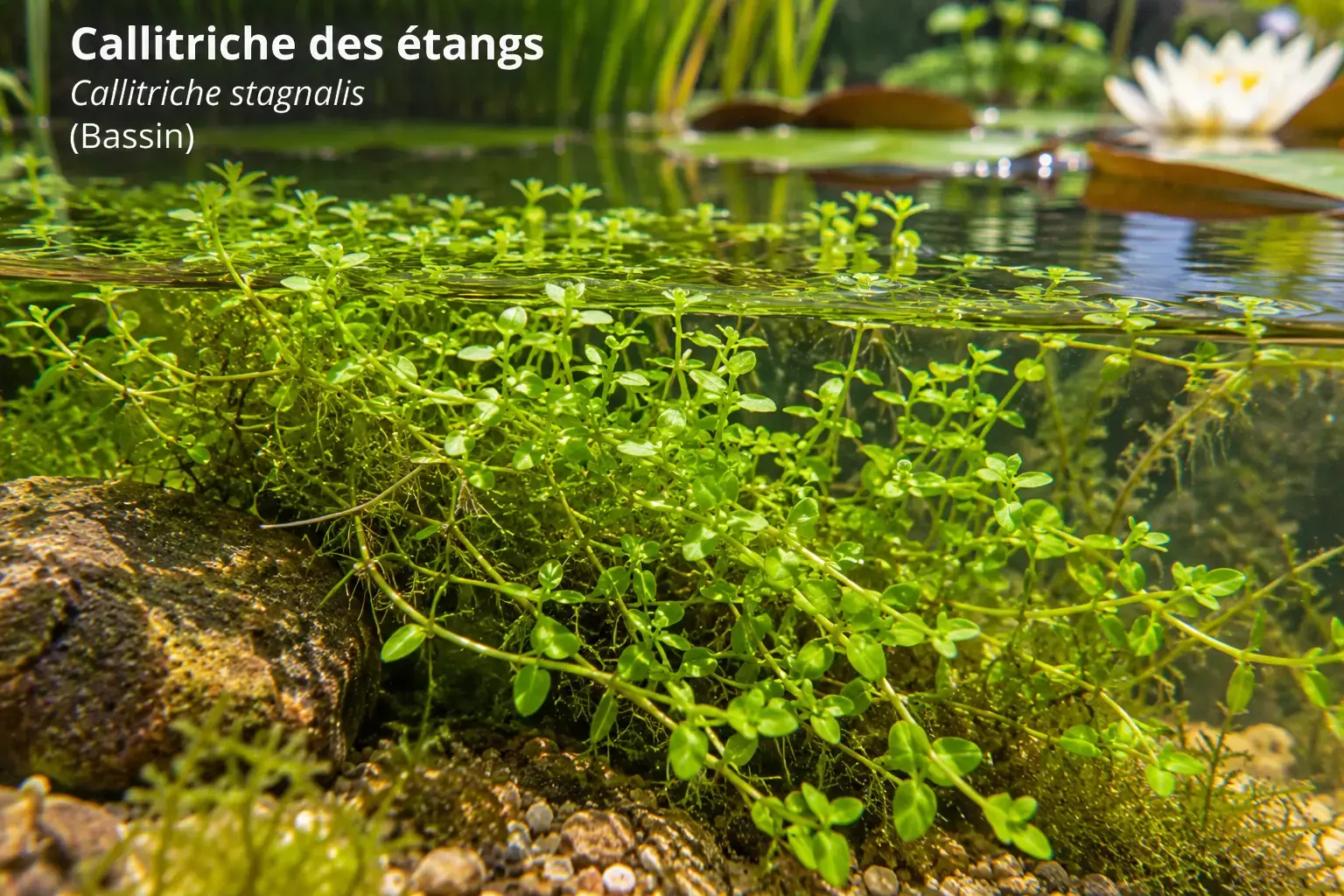 Callitriche des étangs