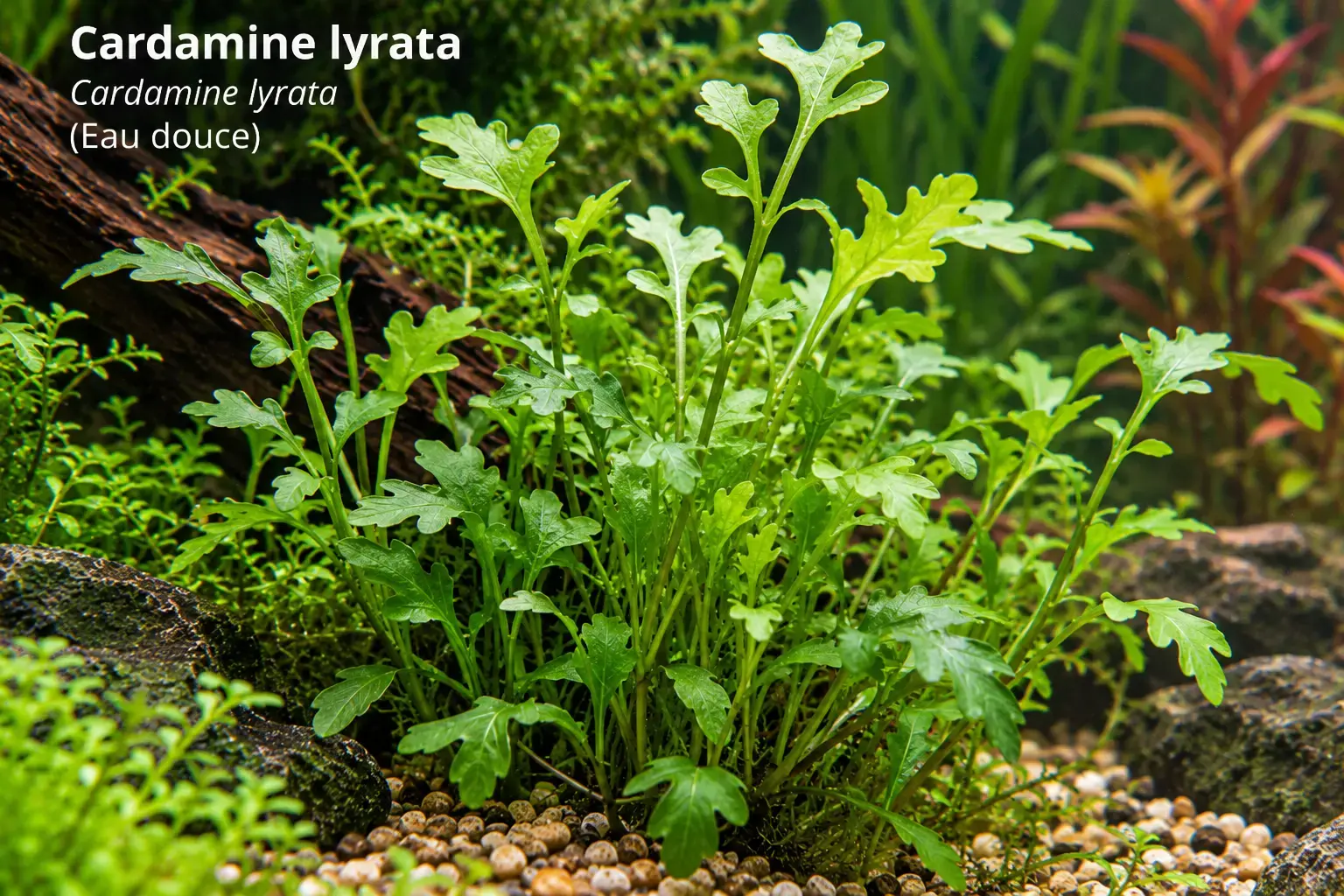 Cardamine lyrata