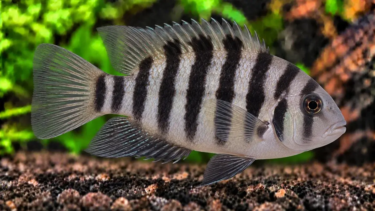 Cichlidé Frontosa (Tanganyika)
