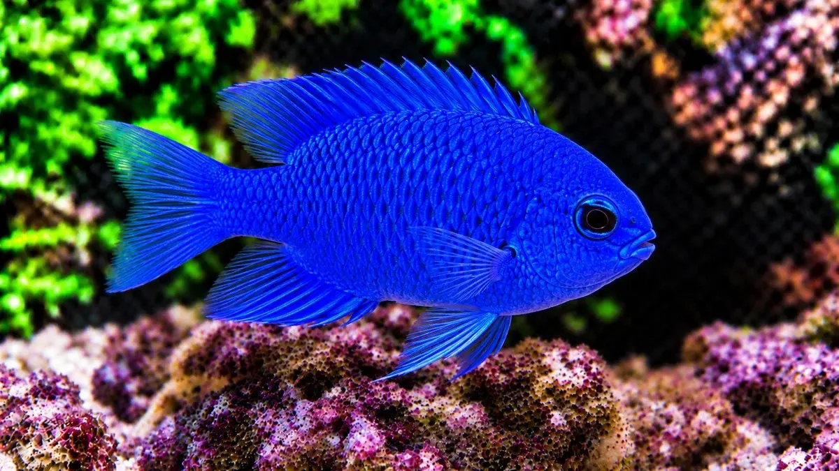 Cichlidé zébré du Malawi