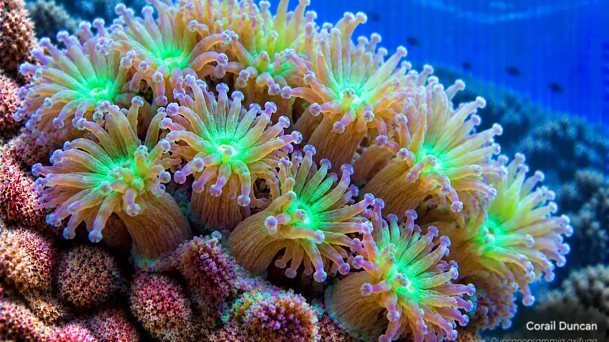 Corail Duncan