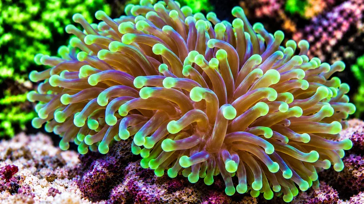 Corail frogspawn