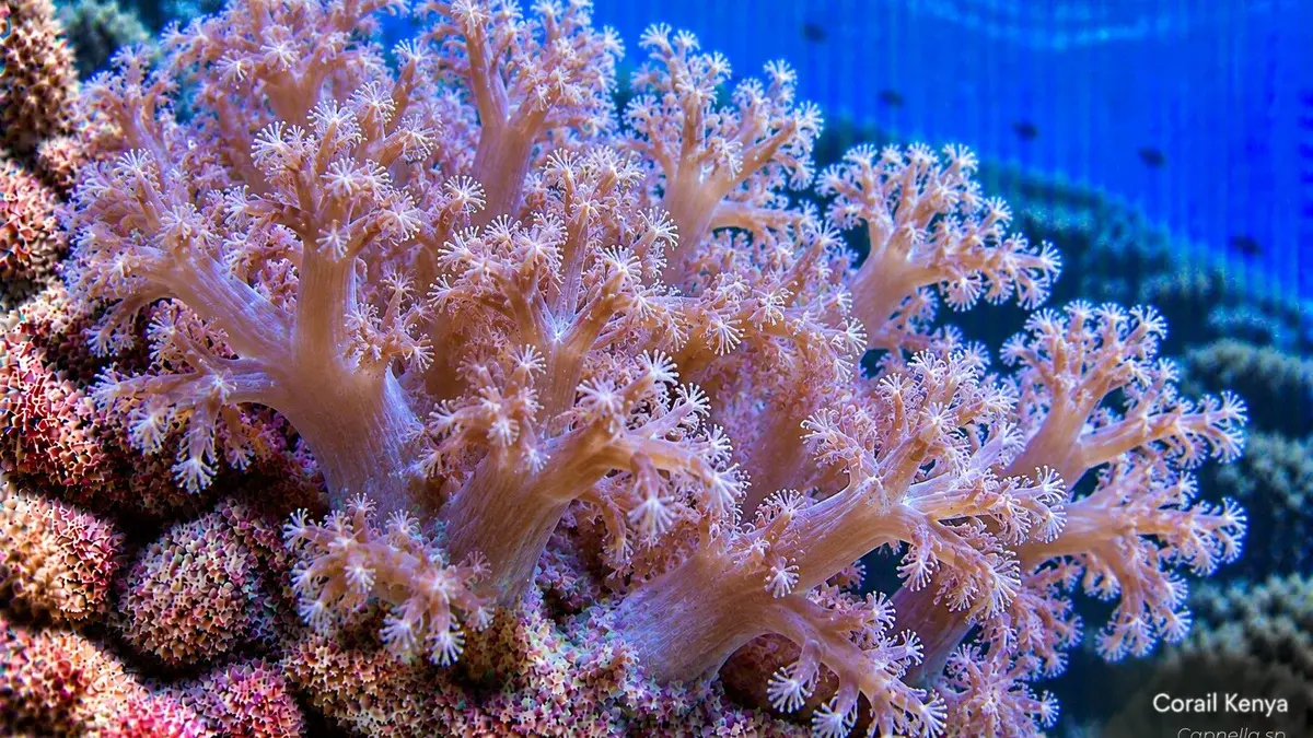 Corail Kenya