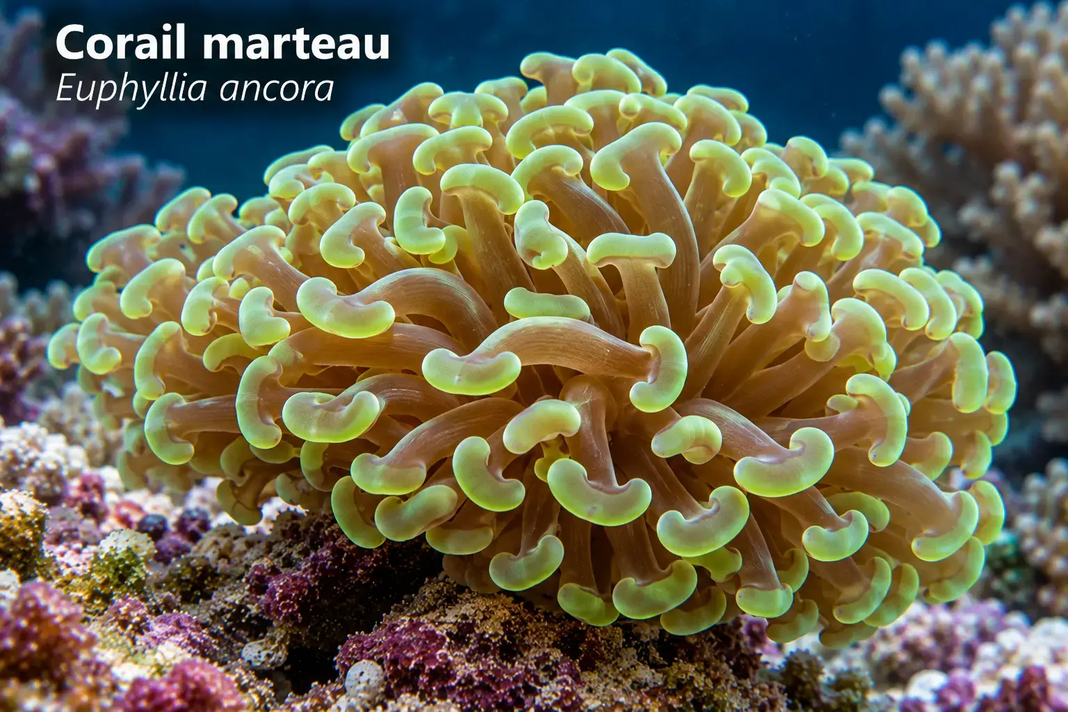 Corail marteau