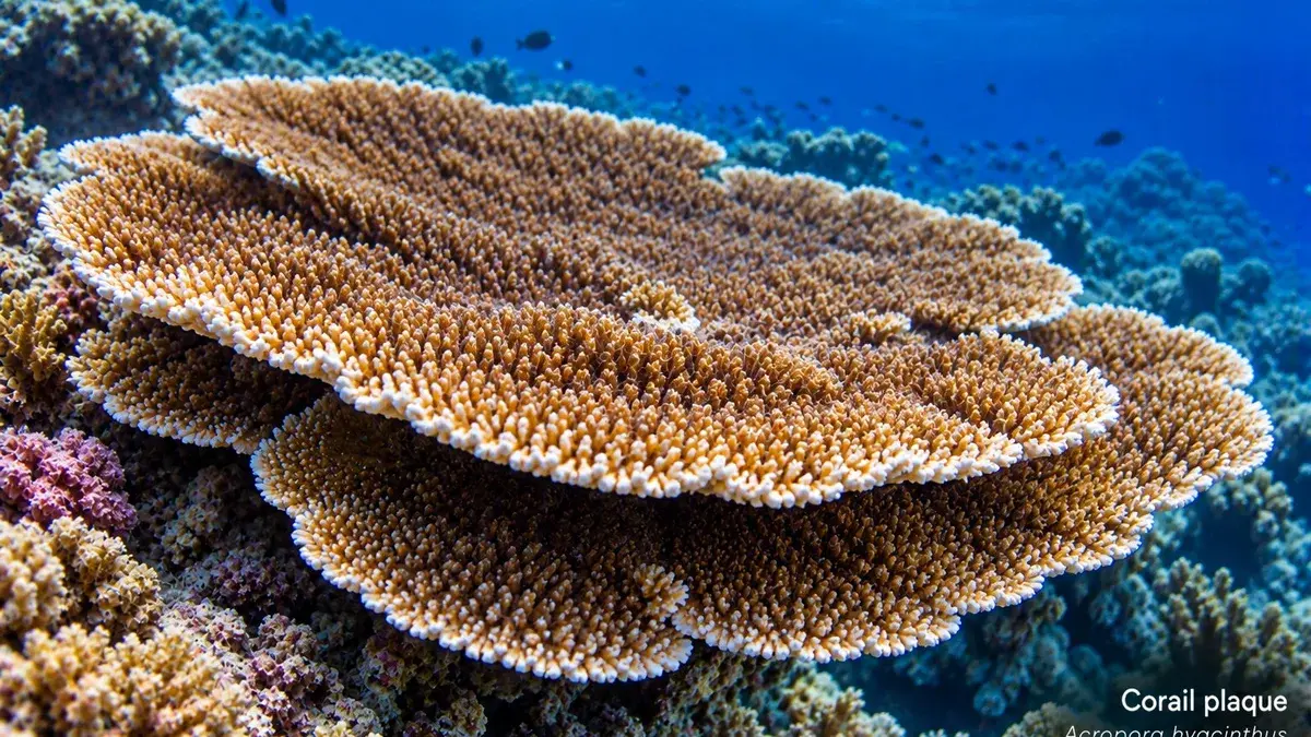 Corail plaque