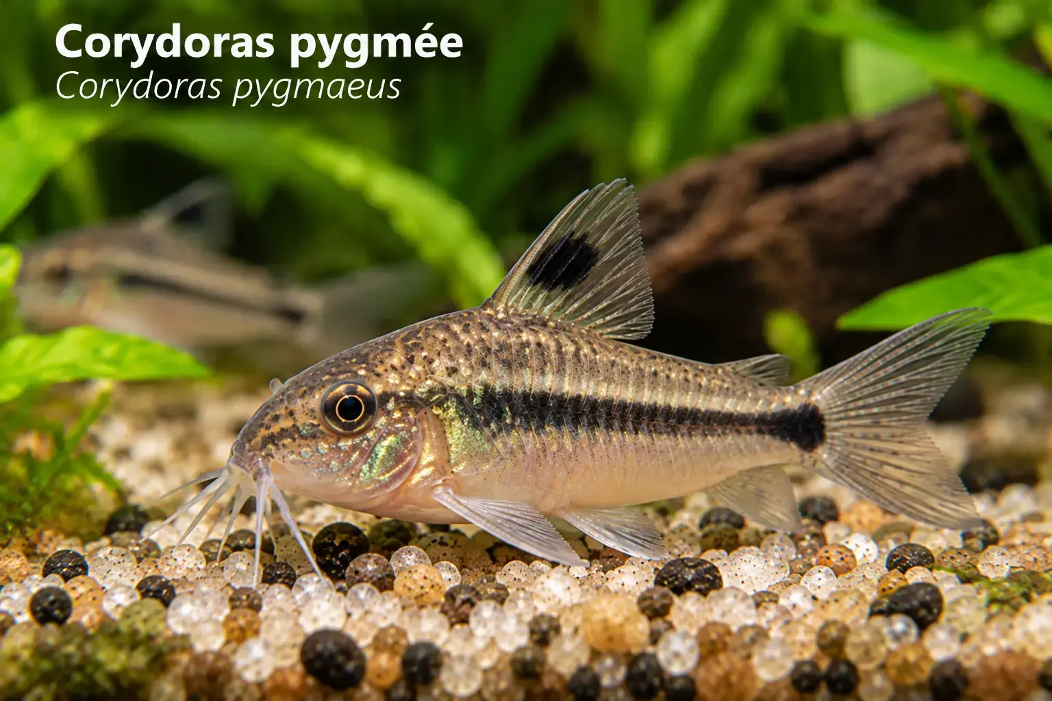 Corydoras pygmée