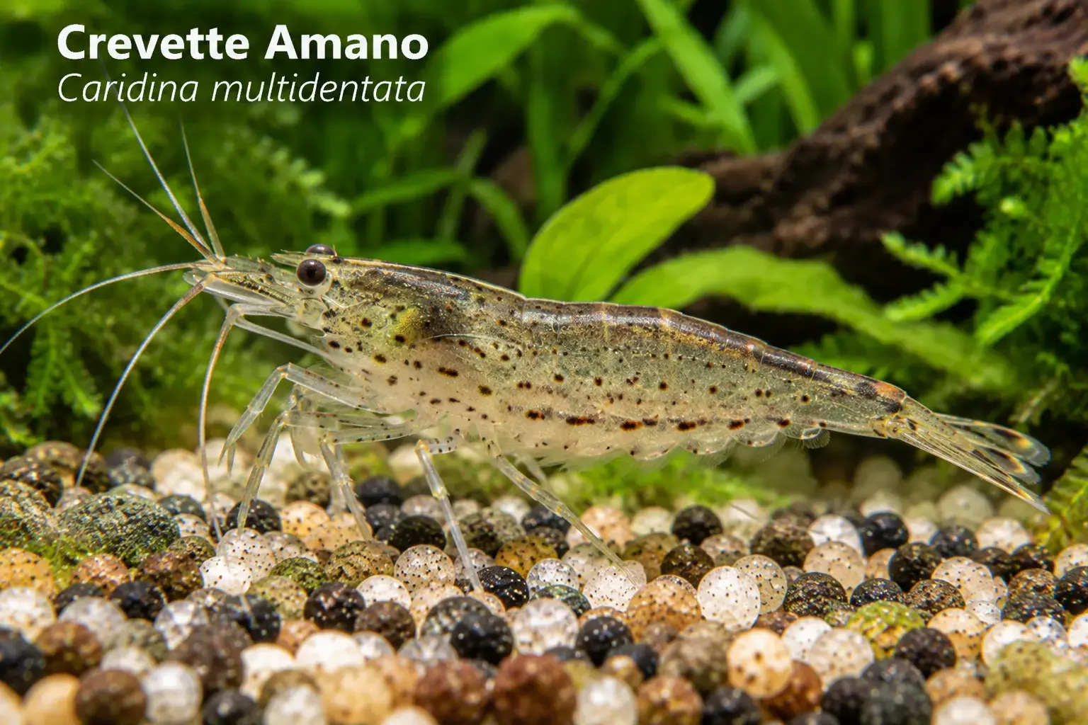 Crevette Amano