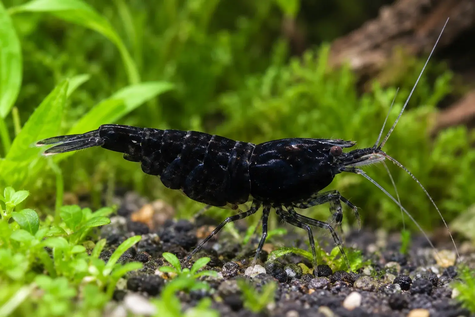 Crevette Black Sakura