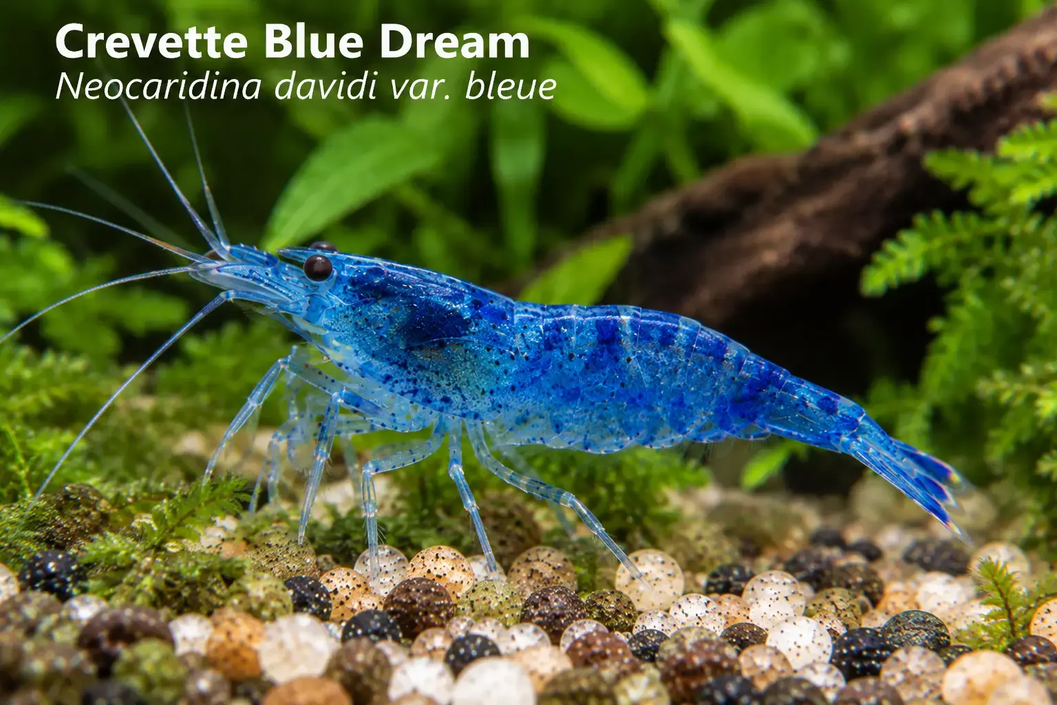 Crevette Blue Dream