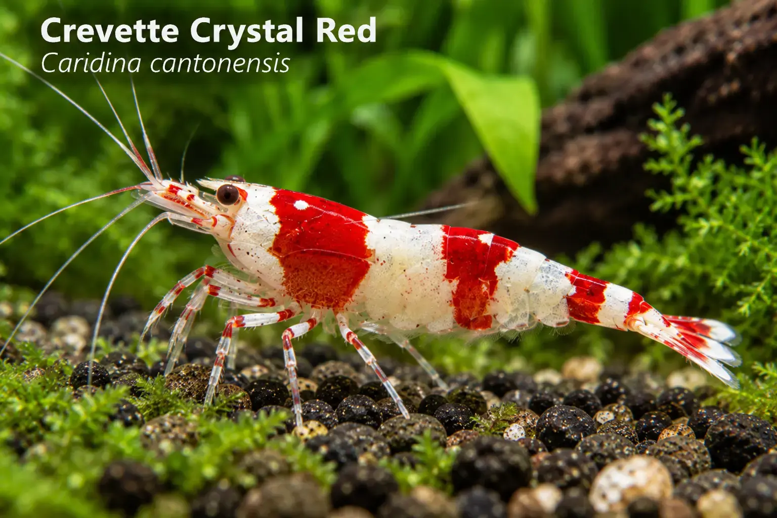 Crevette Crystal Red