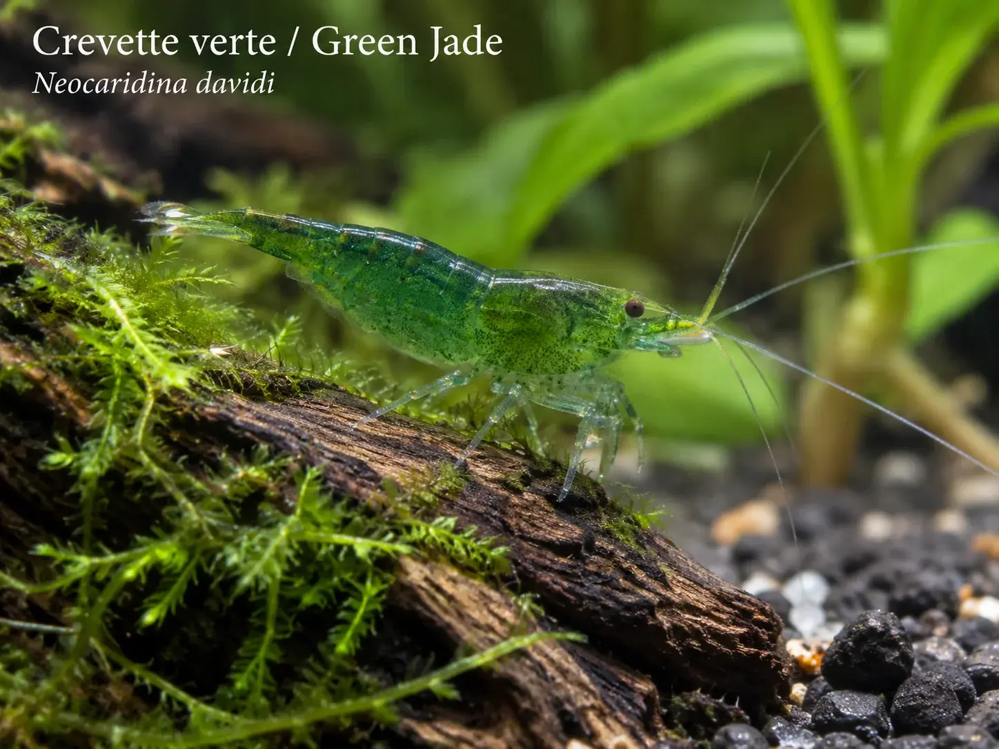 Crevette Green Jade