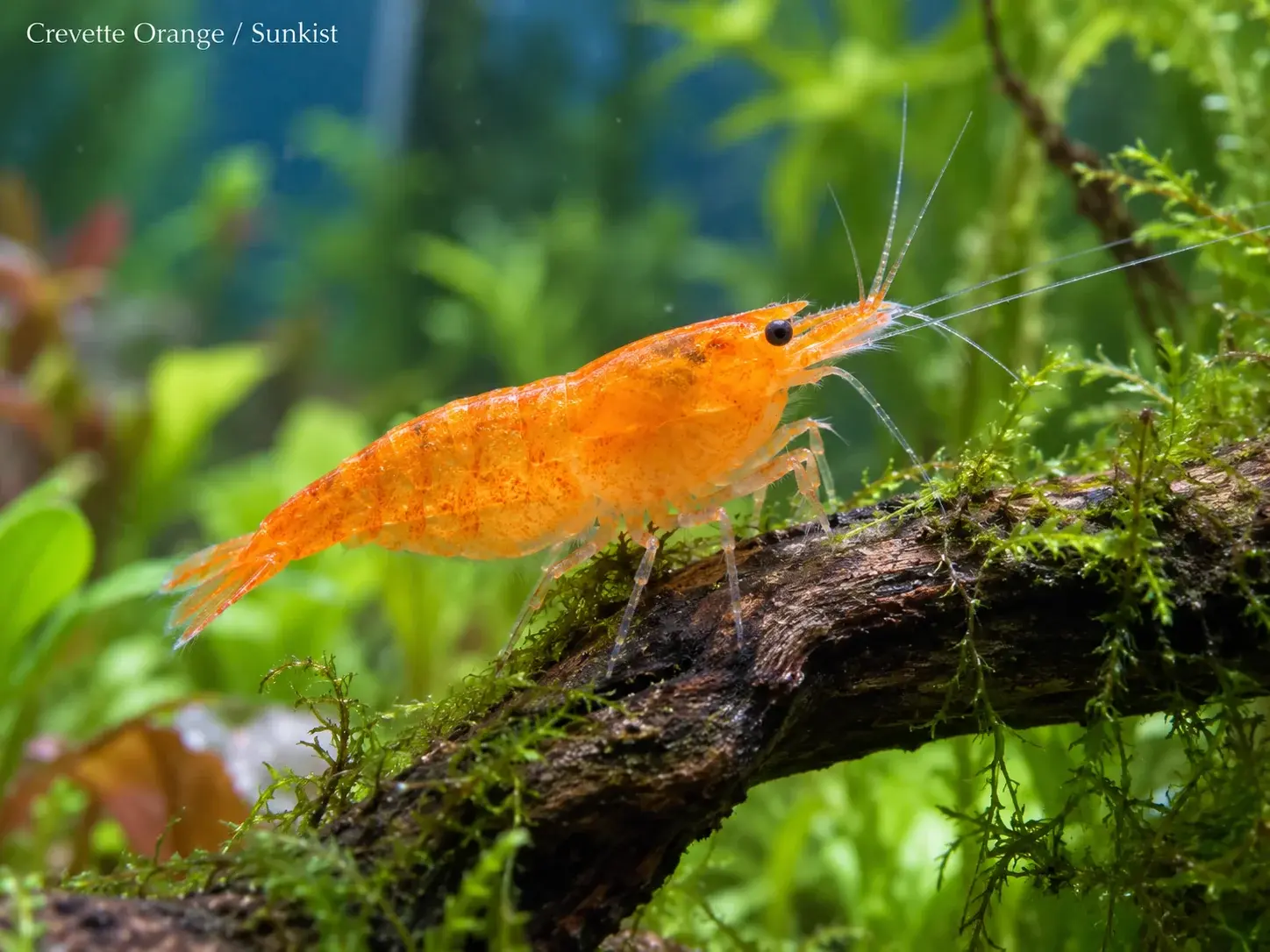 Crevette Orange Sunkist
