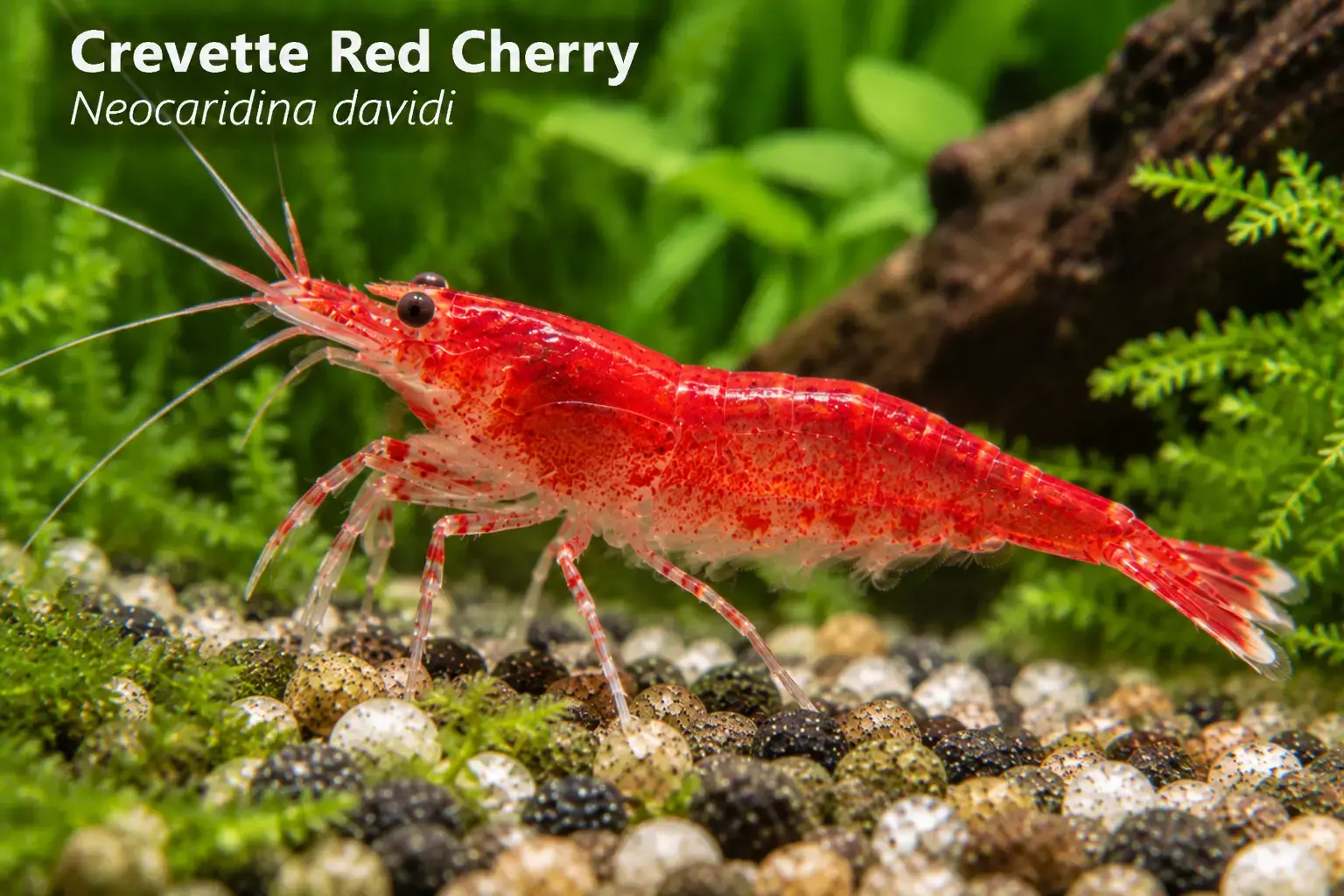 Crevette Red Cherry