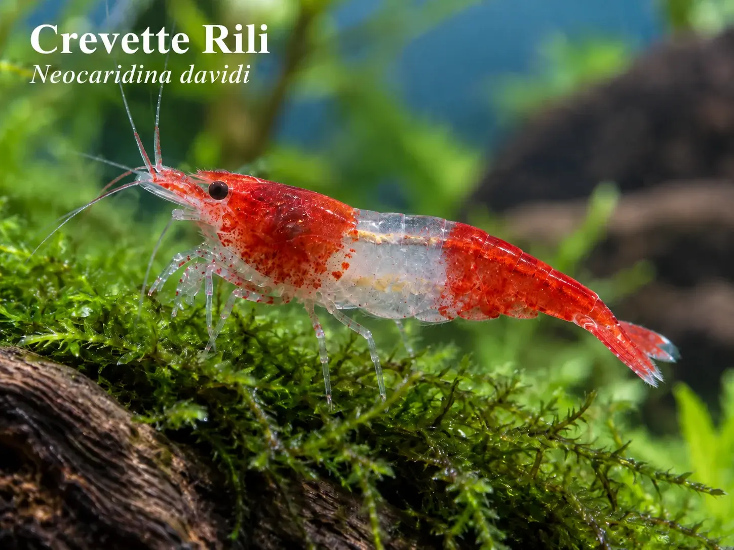 Crevette Rili