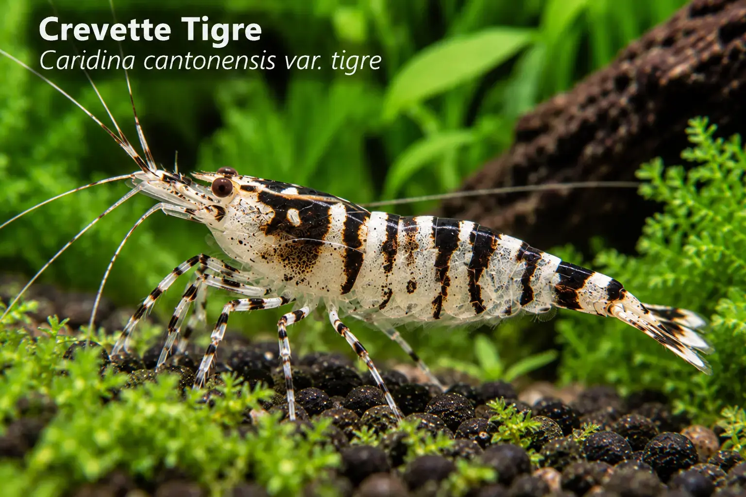 Crevette Tigre