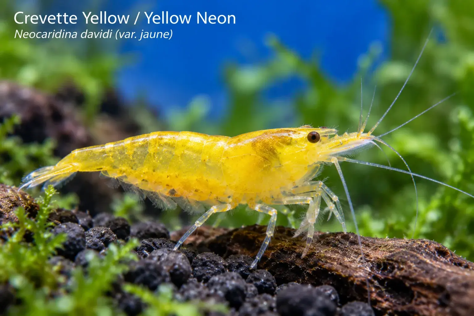 Crevette Yellow Neon