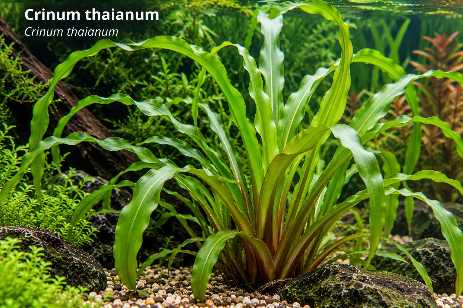 Crinum thaianum