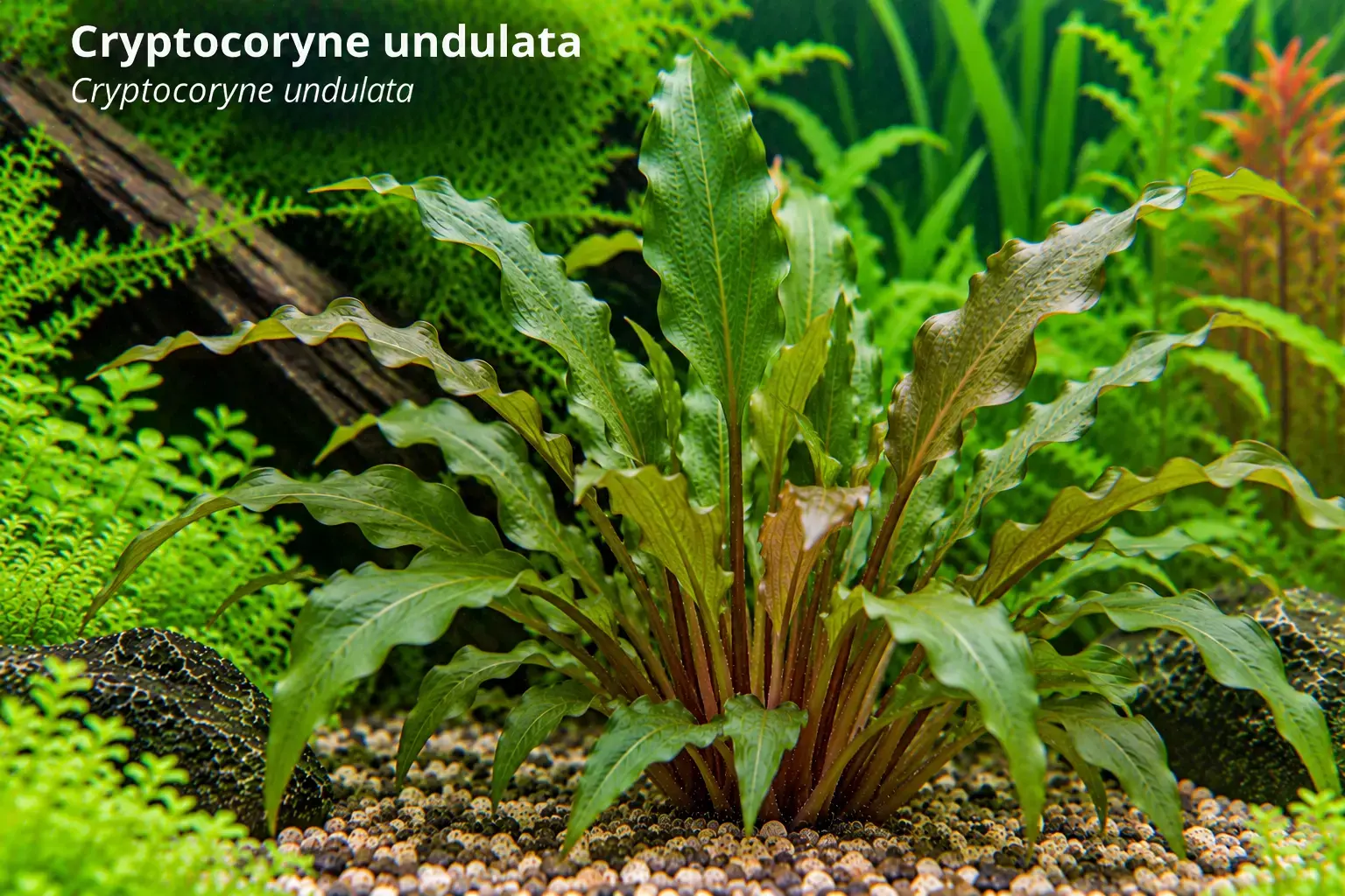 Cryptocoryne undulata