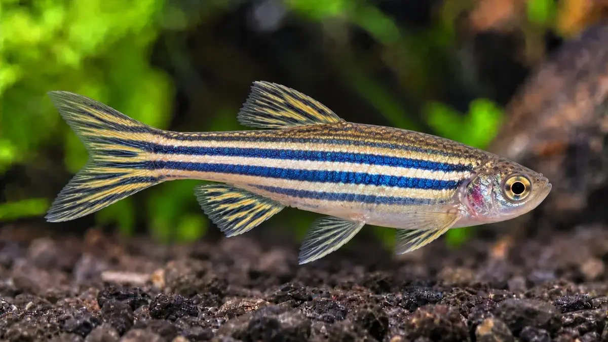 Danio zébré
