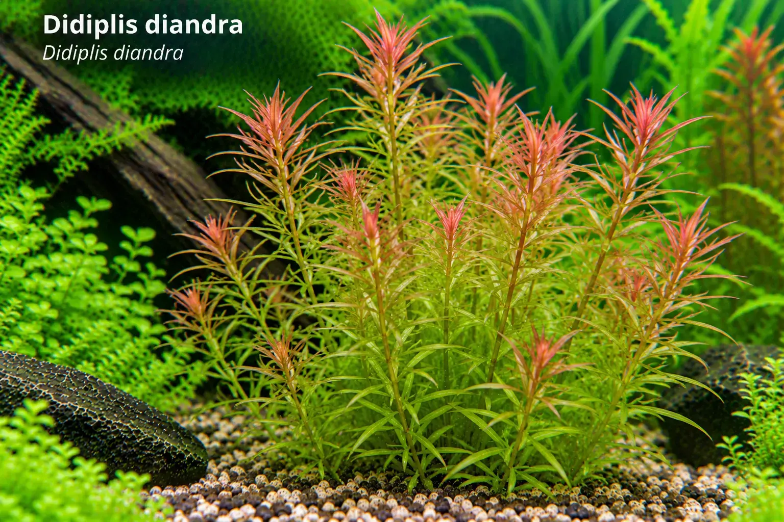 Didiplis diandra