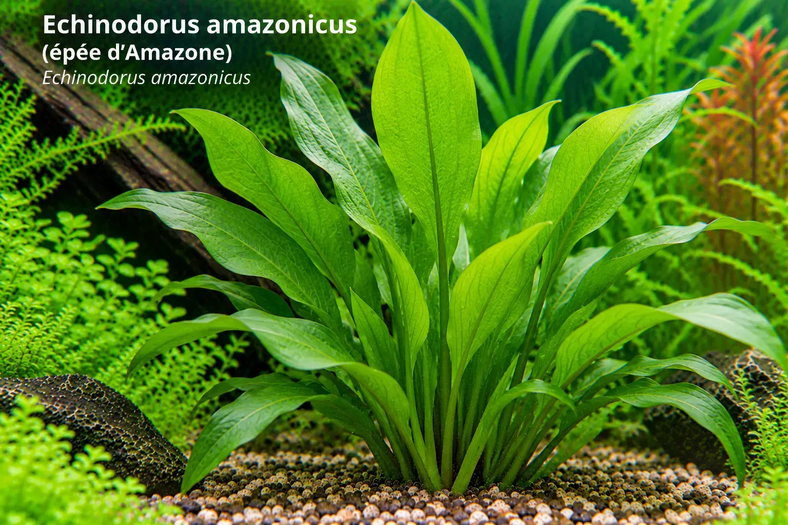Echinodorus amazonicus (épée d'Amazone)