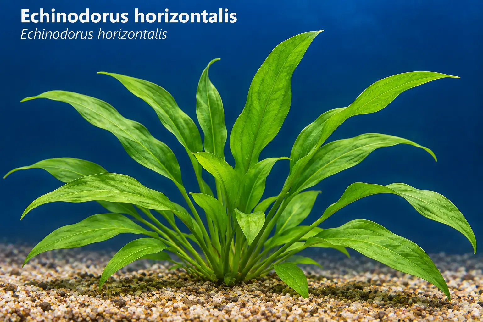 Echinodorus horizontalis