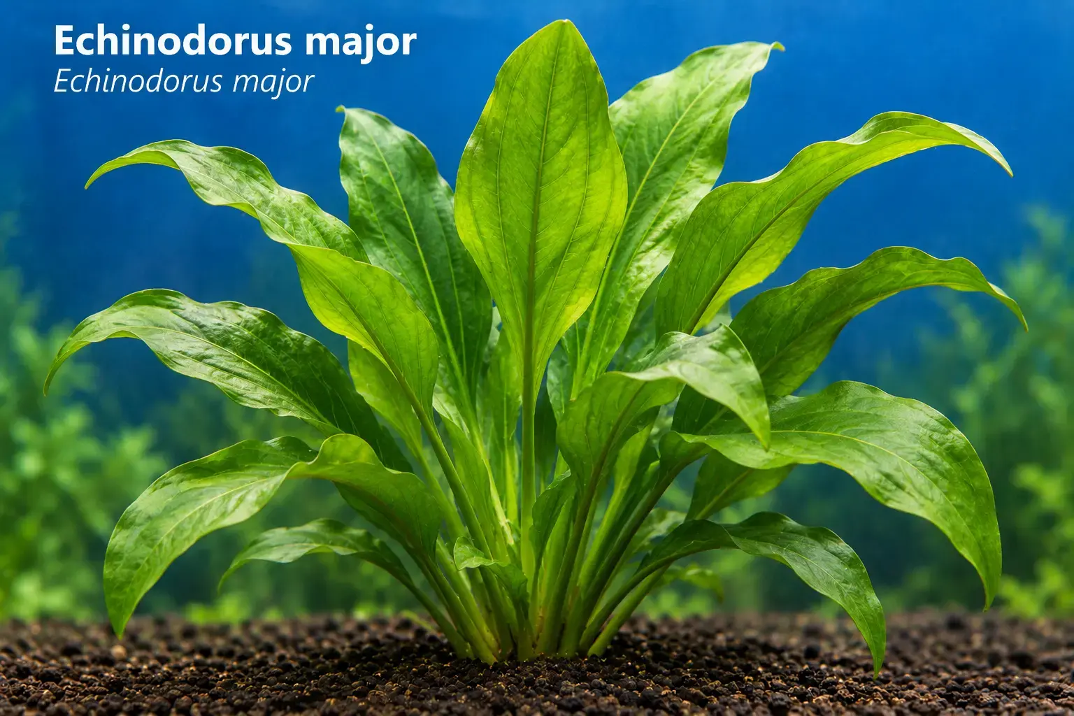 Echinodorus major