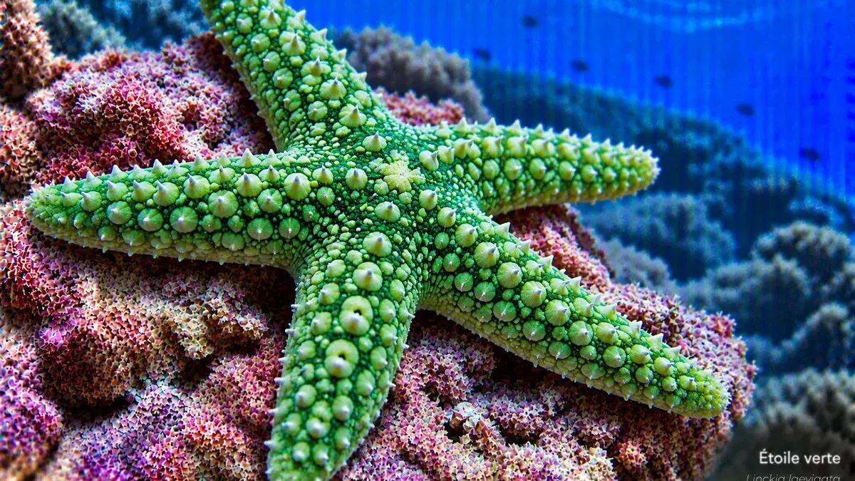 Étoile verte