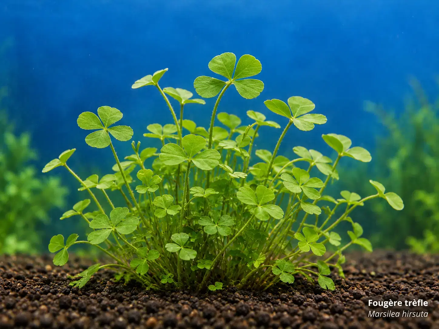 Fougère trèfle (Marsilea hirsuta)