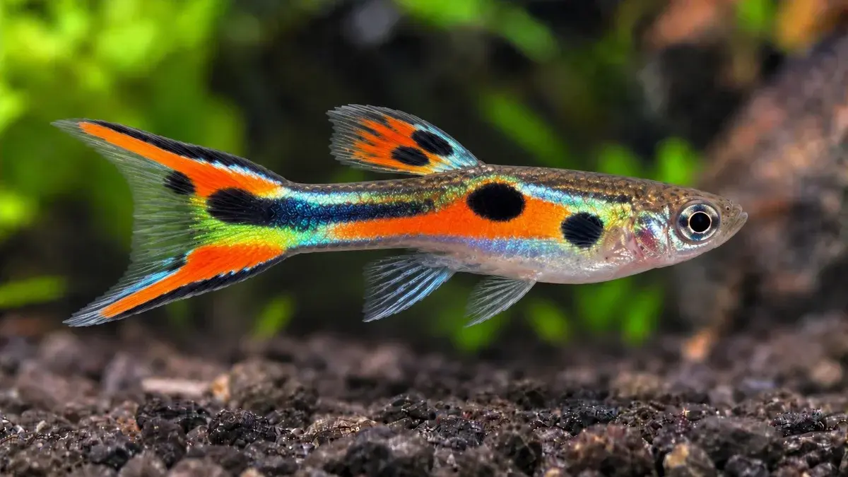 Guppy