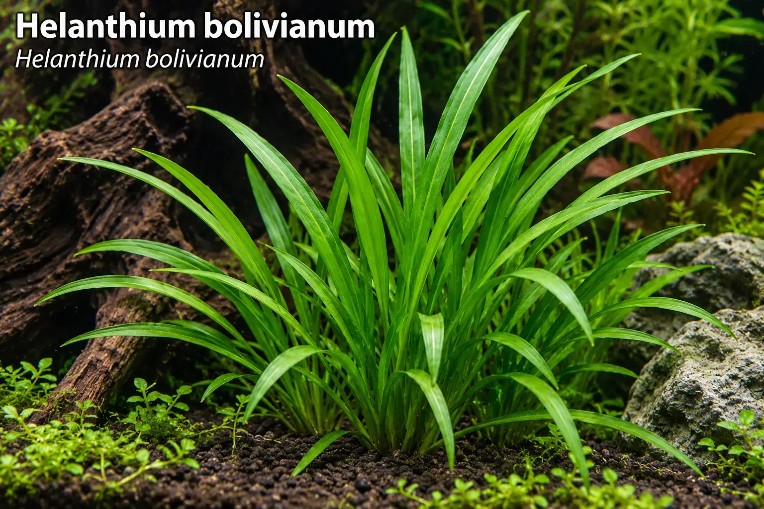 Helanthium bolivianum (Echinodorus 'Quadricostatus')