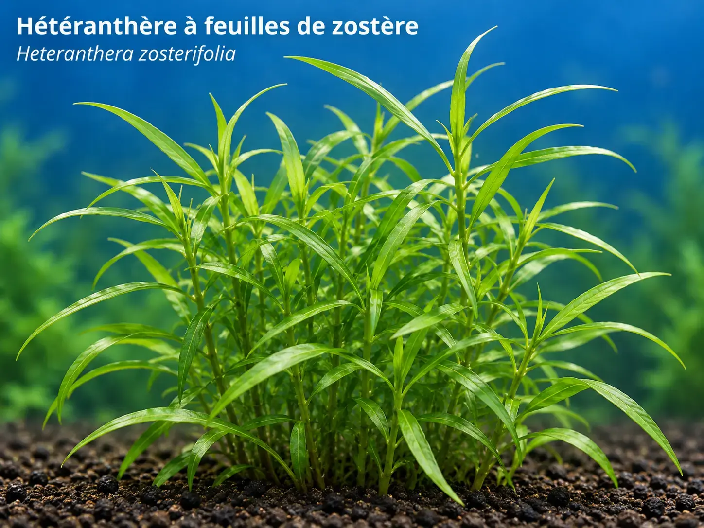 Hétéranthère à feuilles de zostère