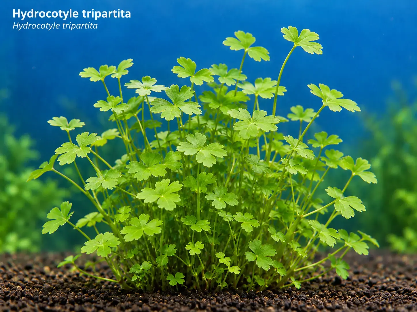 Hydrocotyle tripartita