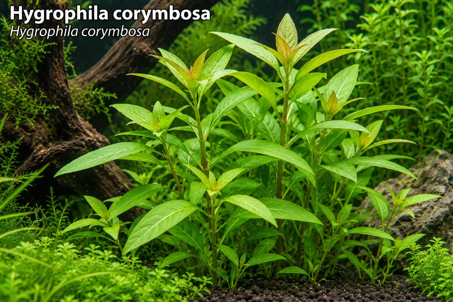 Hygrophila corymbosa