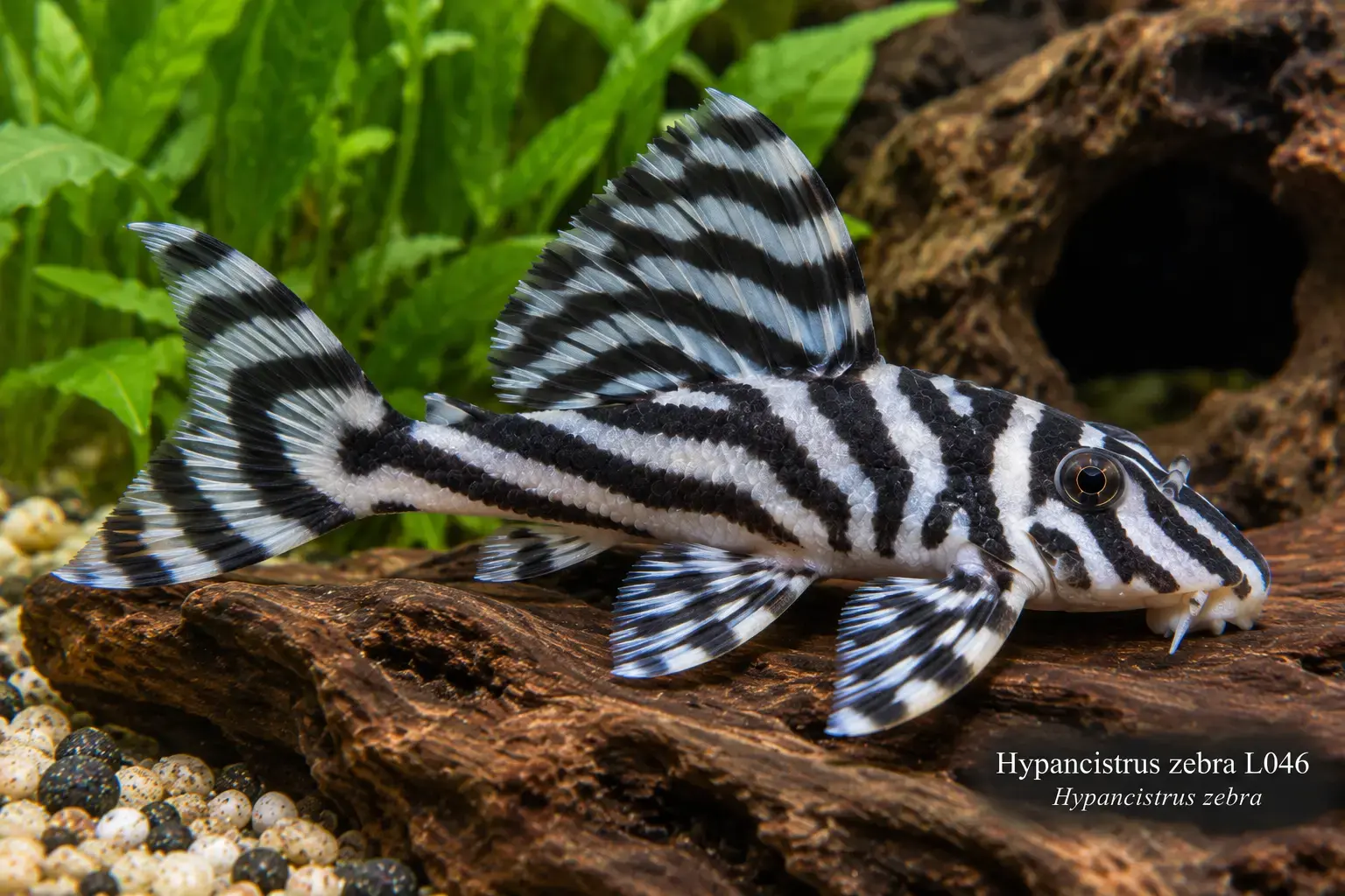 Hypancistrus zebra (L046)
