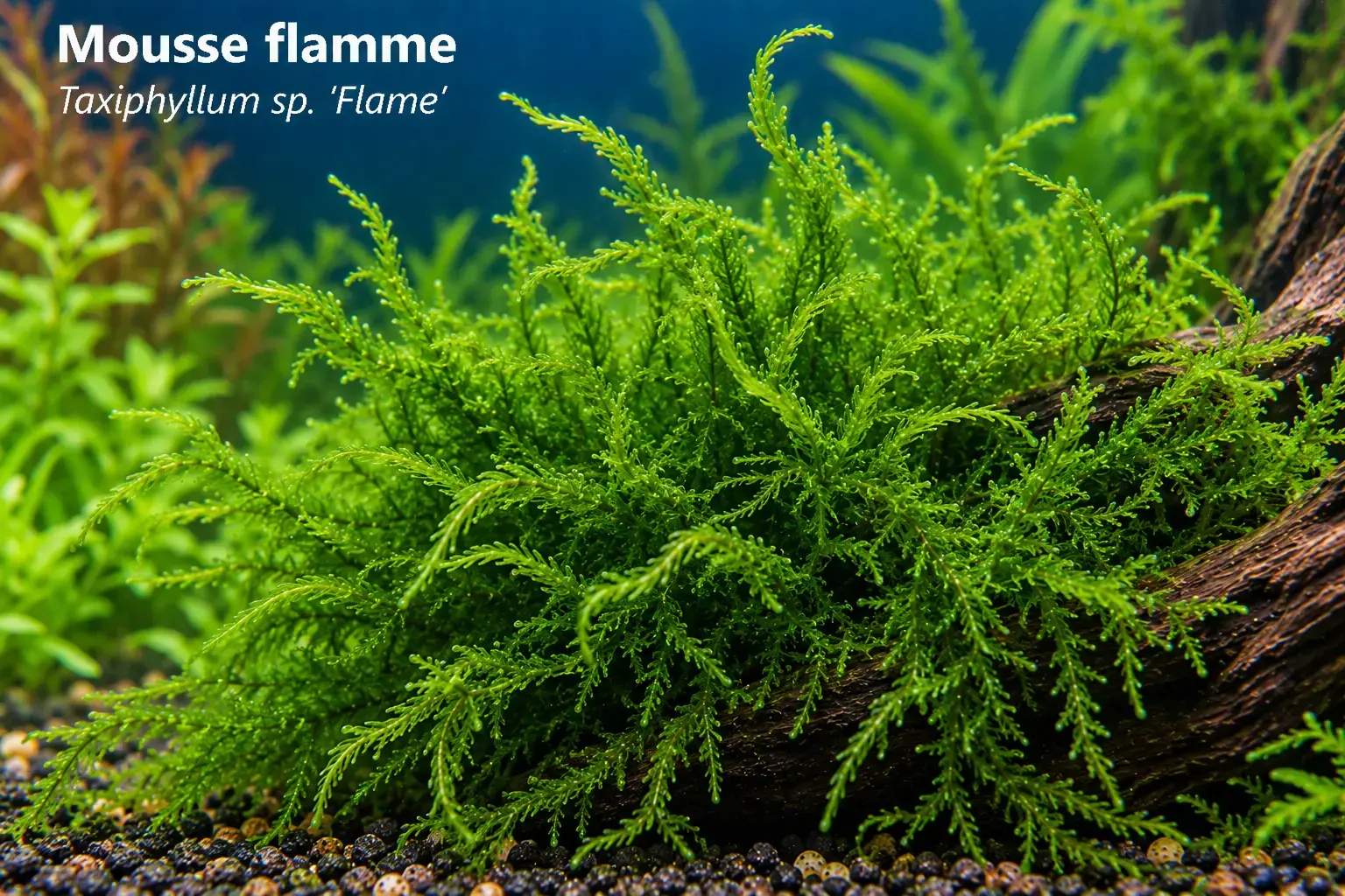 Mousse flamme