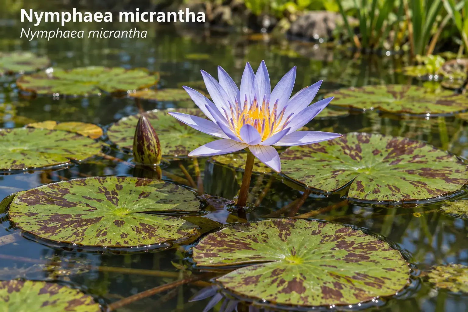 Nymphaea micrantha