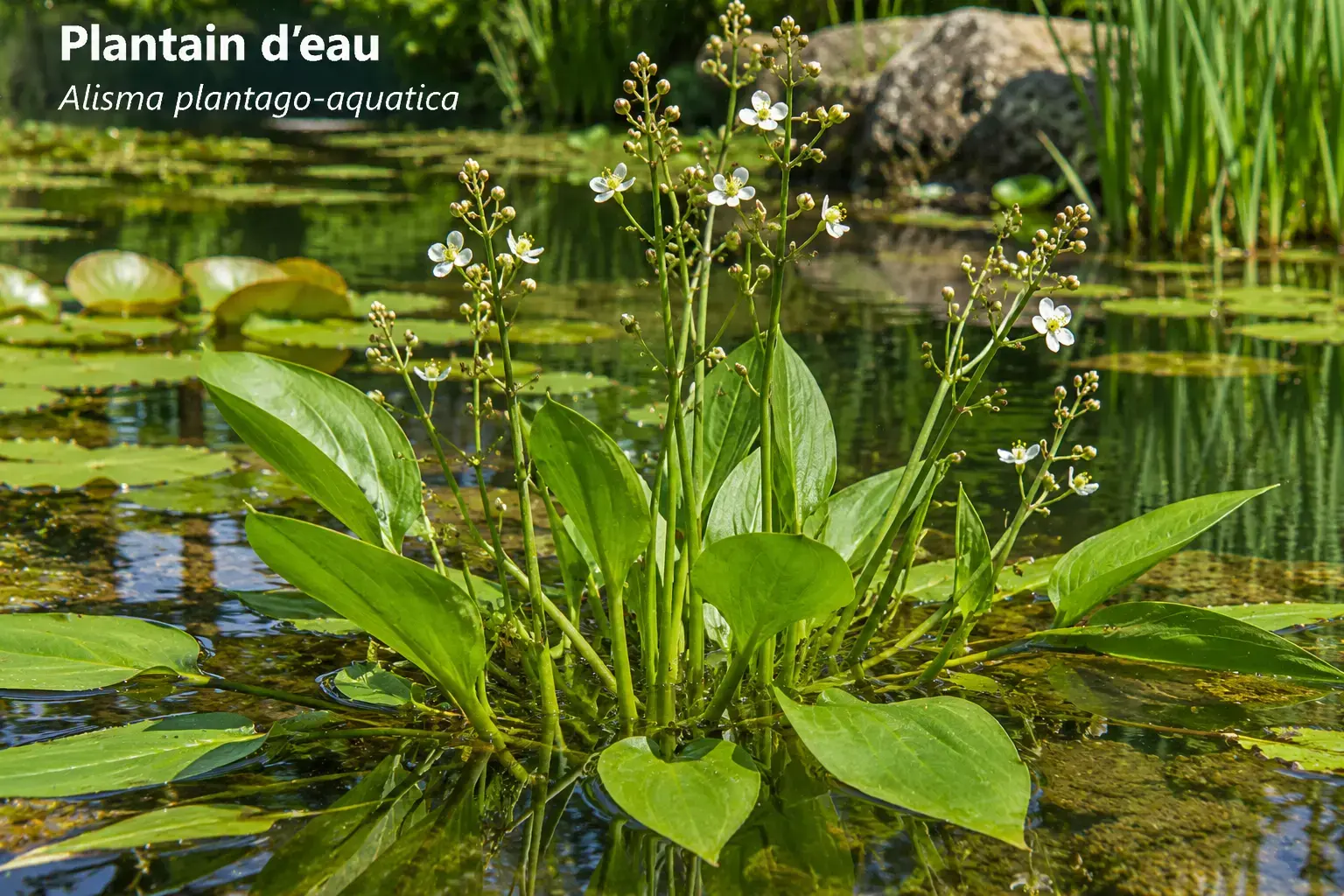 Plantain d'eau