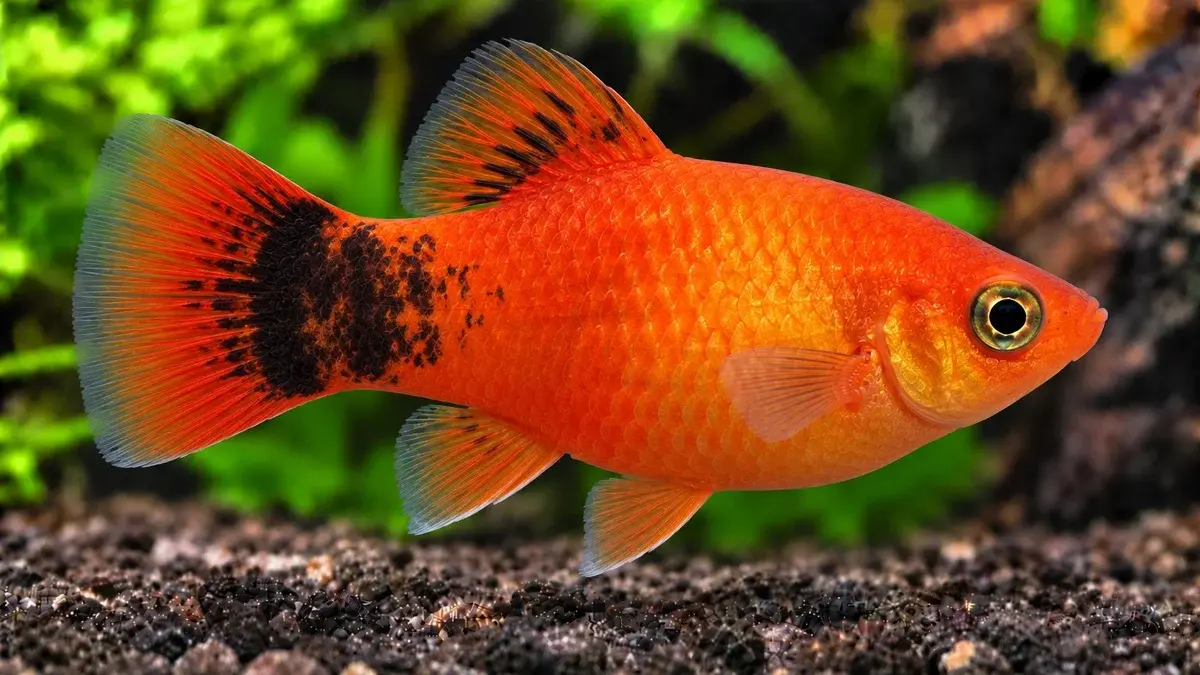 Platy