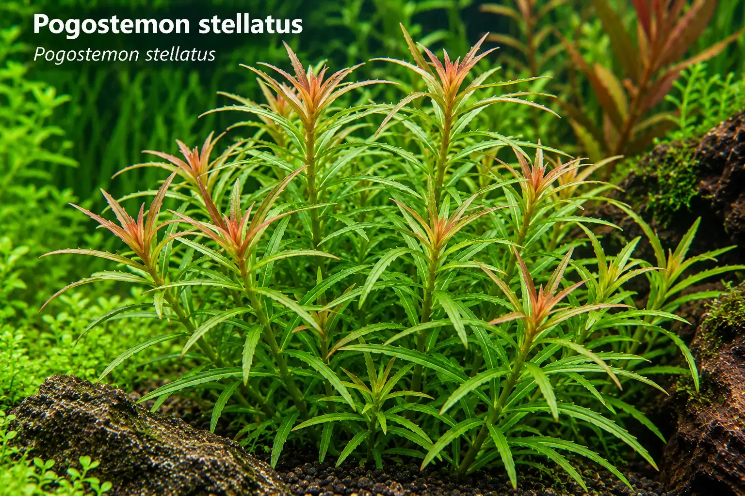 Pogostemon stellatus
