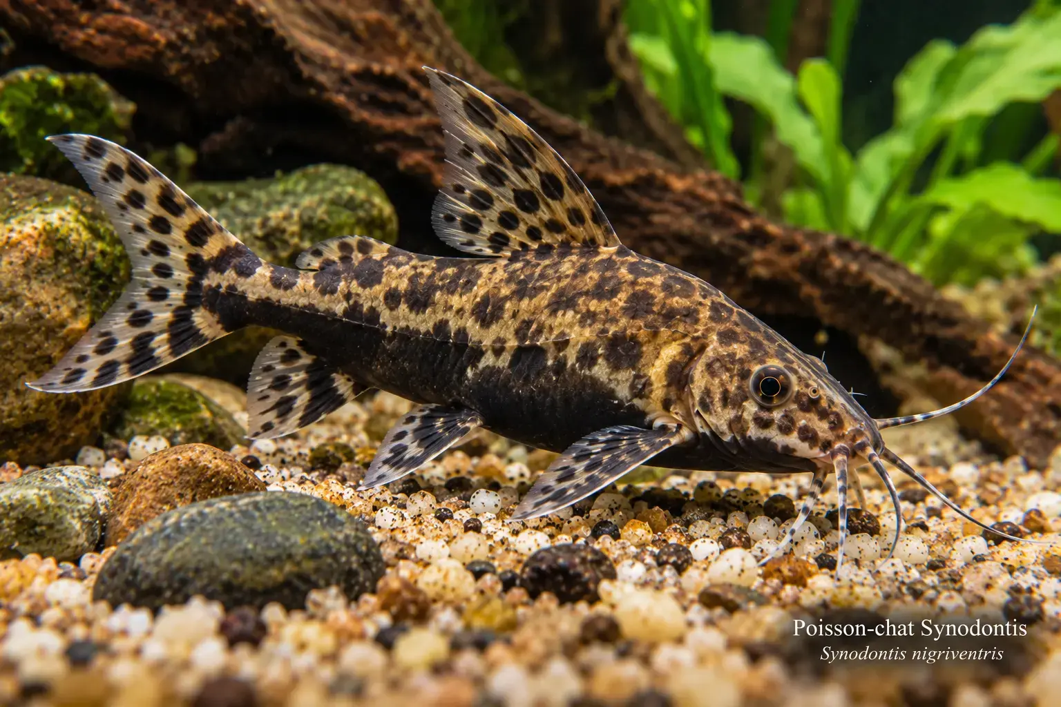 Poisson-chat Synodontis