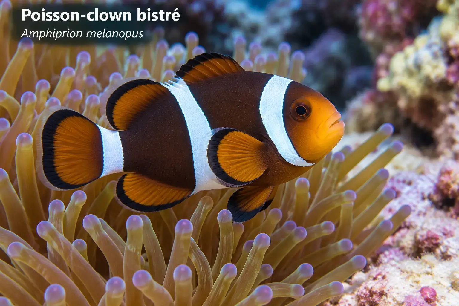Poisson-clown bistré