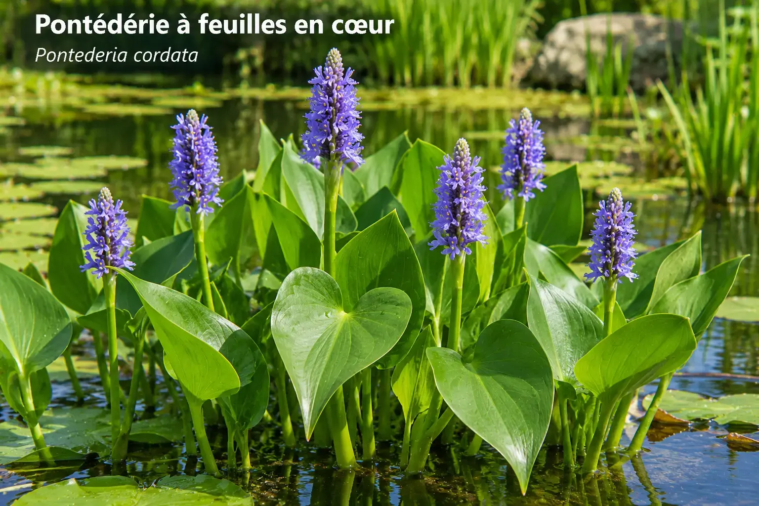 Pontédérie à feuilles en cœur