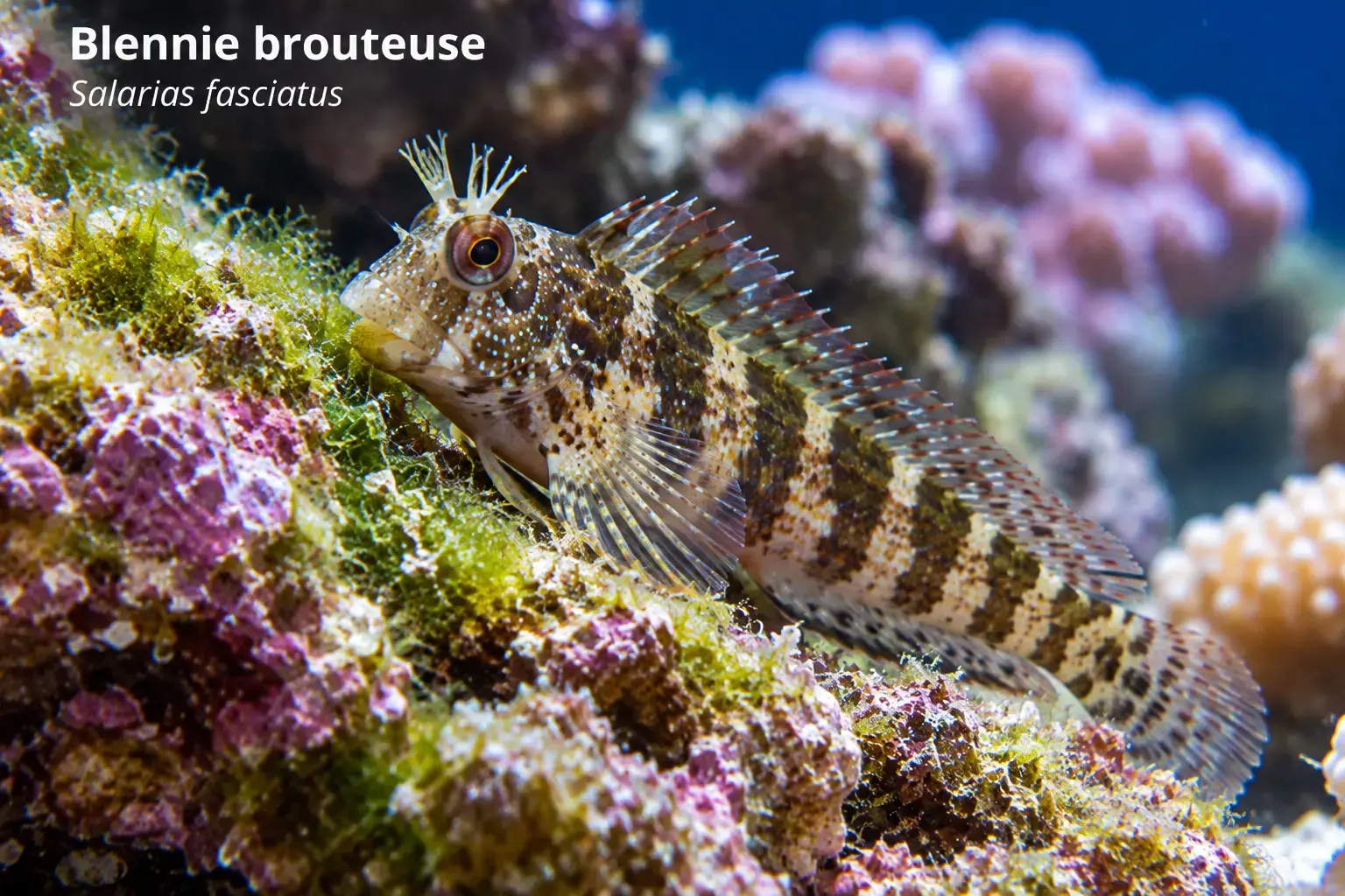 Blennie brouteuse